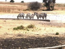 Animals roaming at Maramboi a few feet from where we ate lunch 