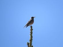 This Robin is on  a very very tall  Spruce Tree and he is at the very top, singing  away