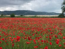 Off the beaten path at the lake.