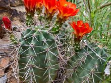 Cactus are blooming. So beautiful.
