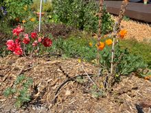 Flowering quince warming up