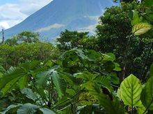 Arenal