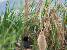 Coot on her nest