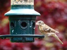 Female rose-breasted grosbeak, a first!!!! Sure hope the gorgeous male drops by.