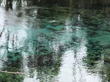 Such clear water Pupu Springs