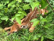 I didn’t take this one. A neighbor sent it over. Apparently born two weeks ago in her semi-wooded backyard. She also sent me an adorable video (which I can’t post) showing this fawn coming up and smelling her leg! That would’ve been something to experience.