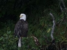 Somewhere in Resurrection Bay