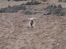    The flying dog, lol……..She’s excited! 