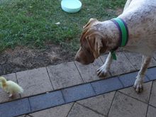Dog follows duckling, duckling follows toddler, lol