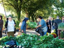 The leafy greens at Ponte de Lima Monday feira