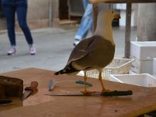 Rialto fish market, a bold seagull
