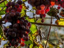 Some of the local 'marc' beverages were a whopping 42% alcohol!  Par example, the artisanal 'Le Vieille Prune'. Mon Dieu.........