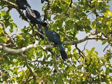 Great Blue Turaco