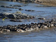 Note (yellow arrow) the crocodile checking out the action.