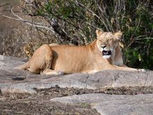 One more lion to see as we say goodbye to the Serengeti.