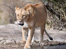 Walking off into the sunrise.