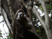 This "cute" hyrax turned out to be a nightmare.