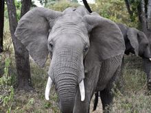 This image was not enlarged! This elephant walked right up to my husband who immediately stopped taking any more photos to hold absolutely still.