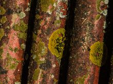 Roof tiles and lichen.