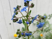 One of our wildflowers - anyone know what this is? The leaves look like weeds and we almost pulled it out.