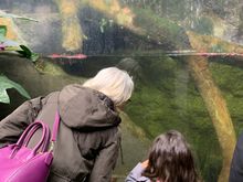 Climatron at Missouri Botanical Gardens 