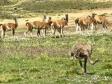 Herd  of guanaco and rhea bird