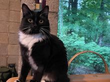 Alice..why is there a tree IN the house