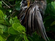 Anhinga