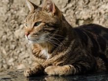 Le chat qui pose pour Fodors.