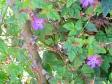 wildflowers in the garden