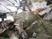 Who knew turbot were flat?