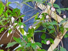 Bougainvillea, about to bloom!