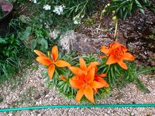 Tiger lilies just starting to bloom