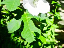 Any guesses? It's a bulb. Instructions said to plant in semi-shade, so I did. 