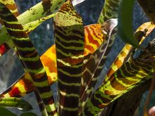 One local person from those buses got over-zealous and actually stepped into a protea bed in order to get a closer photo! We were shocked at his indiscretion and carelessness. Then God's sense of humour: his cellphone battery seemed to go dead before he could take a shot. He cursed.