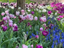 More tulips in the idea garden where inspiration awaits the home gardener.  If only I had a staff of gardeners and student interns!