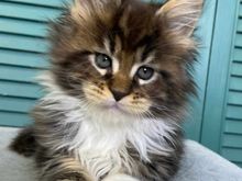 We are  exploring adopting this Maine Coon kitten.
We would call her Umami