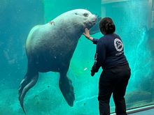 Stellar sea lion inside Alaska SeaLife center 