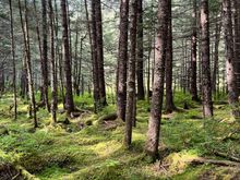 Two lakes trail in Seward 