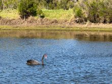 Black Swan