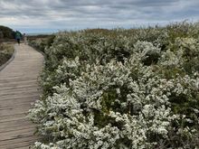 Love the vegetation especially these white flowers. I think they are tea tree flowers. 