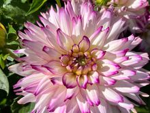 This dahlia has done very well this year (out of the 5 years I've grown it), simply because I finally gave it the space it needed instead of crowding it. 