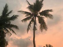 Colombo Palm Trees