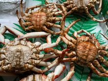 Obviously these are some type of crab but I don't know the name (centolla??)...do they look like Dungeness?  (I don't know much about crab as its not my favorite shellfish)