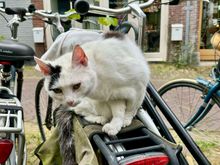 For Vicky and all the cat lovers (sorry zig)
