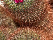 Another of the irresistible cacti...I learned from a visit to Basilicata:
NO TOCCARE!!!!!!!!!!!!!!!!!!!  Those tiny spines HURT!!!!!