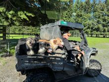 Sheep-herding dogs at the West Wanaka High Country Station