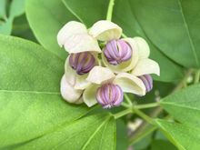 Flower from a chocolate vine, so pretty!