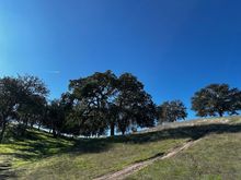 Some oak trees on my walk this morning.