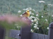 Sweet little bird, anyone know name?  He was at Dunnottar.